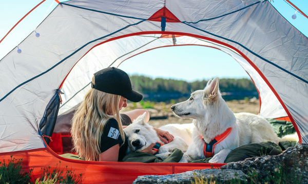 Go camping with your pet