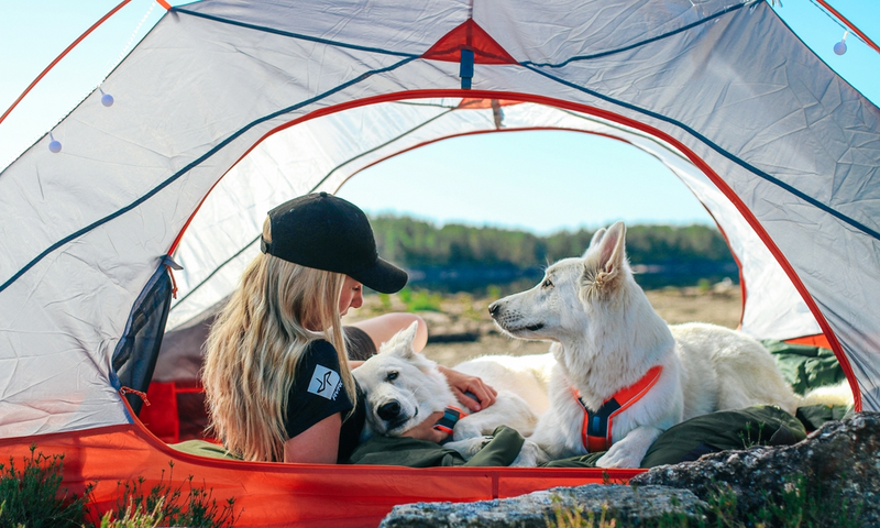 Go camping with your pet
