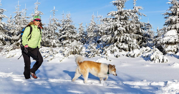 9 Tips for Hiking with Your Dog in Winter